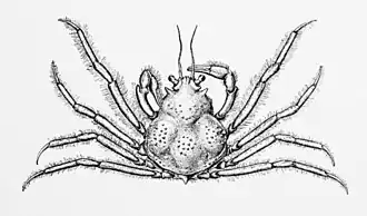 Collodes gibbosus