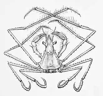 Ericerodes angulatus