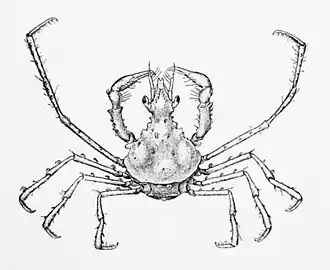 Ericerodes veleronis