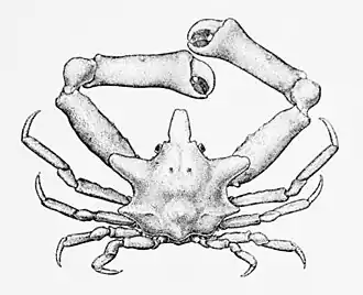 Epialtoides paradigmus