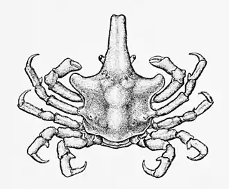 Eupleurodon trifurcatus