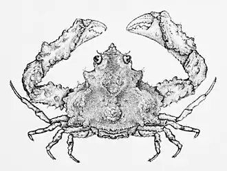 Ochtholambrus stimpsoni