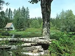 Bos met omgehakte bomen
