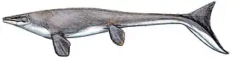 Platecarpus