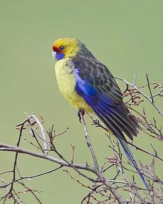 Geelbuikrosella