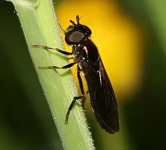 Platycheirus rosarum
