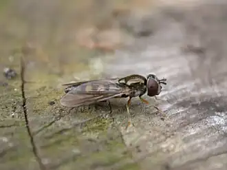 Gewoon schaduwplatvoetje