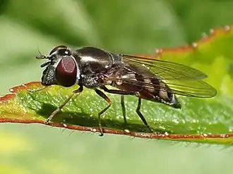 Platycheirus trichopus