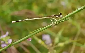 Ivoren breedscheenjuffer