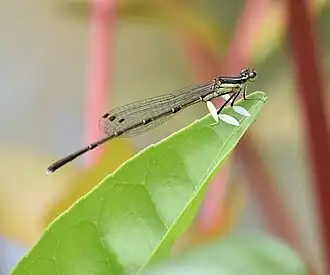 Platycnemis phyllopoda