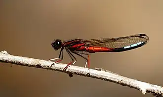 Platycypha fitzsimonsi