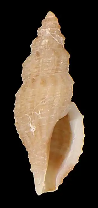 Platycythara elata