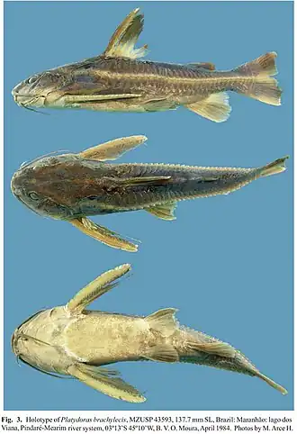 Platydoras brachylecis