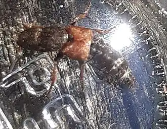 Platydracus chalcocephalus