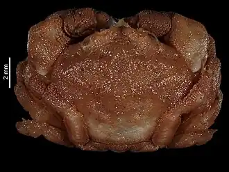 Platydromia spongiosa