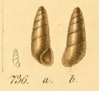 Platyla banatica