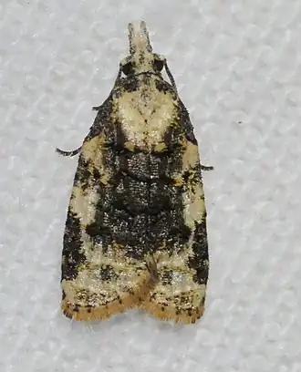 Platynota exasperatana