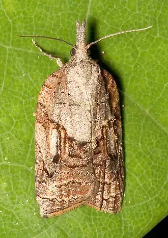 Platynota idaeusalis
