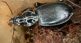 Platynus ovipennis