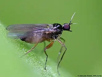 Platypalpus albiseta