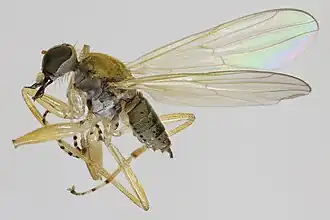 Platypalpus flavicornis