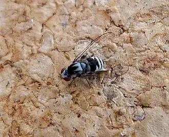 Kleine elfenbankjesbreedvoet