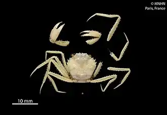 Platypilumnus inermis