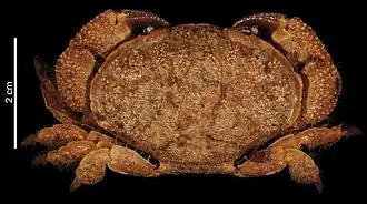 Platypodia pseudogranulosa