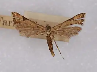 Kleine kruiskruidvedermot