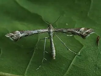 Platyptilia tesseradactyla
