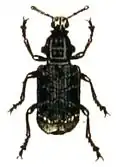 P. resinosus (Scopoli 1763) - bron:Calwer