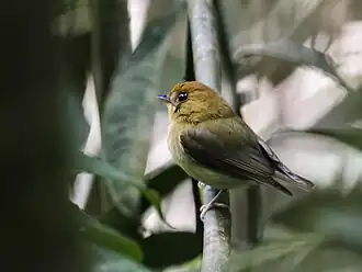 Geelkeelbreedbektiran