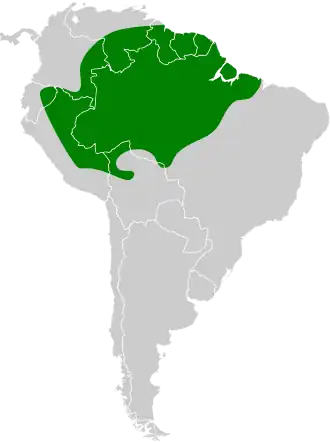 Witkuifbreedbektiran