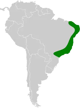 Platyrrhinus recifinus