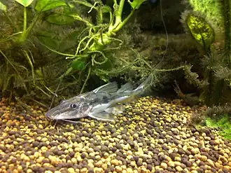 Platysilurus mucosus