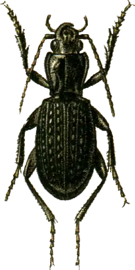 Pterostichus schoenherri
