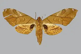 Platysphinx constrigilis
