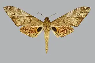 Platysphinx vicaria