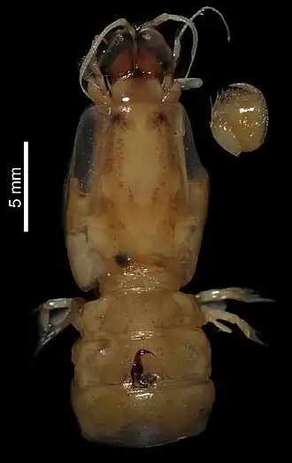 Platysquilloides lillyae