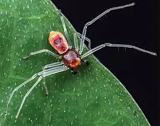 Platythomisus octomaculatus