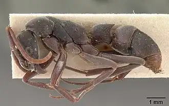 Platythyrea bicuspis