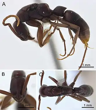 Platythyrea clypeata