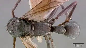 Platythyrea conradti