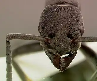 Platythyrea cribrinodis