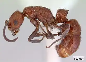 Platythyrea dentinodis