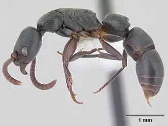 Platythyrea exigua