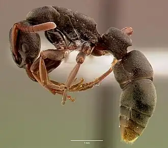 Platythyrea frontalis