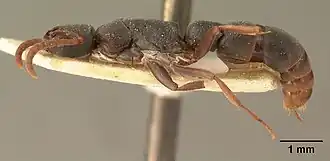 Platythyrea mocquerysi