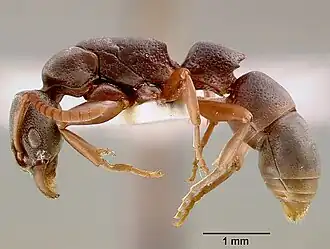 Platythyrea modesta