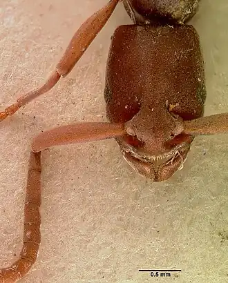 Platythyrea occidentalis